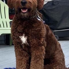 Goldendoodles and Sheepadoodles from Northwood Doodles