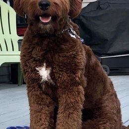 Goldendoodles and Sheepadoodles from Northwood Doodles