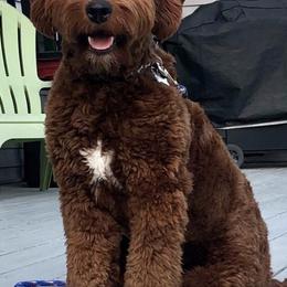 Goldendoodles and Sheepadoodles from Northwood Doodles