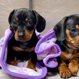 Dachshunds from Ragan's Little Dachshunds