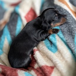 Dachshund Puppies from TMJ Dachshunds & More