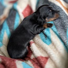 Dachshund Puppies from TMJ Dachshunds & More