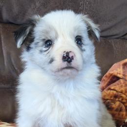 Girl 4 Champion lines - Blue merle female Border Collie puppy in Newalla, Oklahoma from Roughstock Border Collies and Dachshunds
