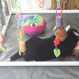 Bernese Mountain Dog Puppies from Baby Bear Bernese Kennel