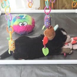 Bernese Mountain Dog Puppies from Baby Bear Bernese Kennel