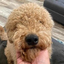 Maxerton - Goldendoodle