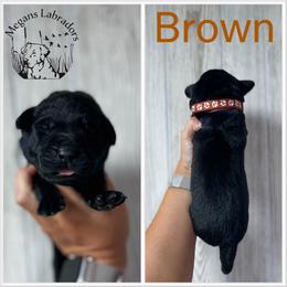 Brown - Black male Labrador Retriever puppy in Ste. Genevieve, Missouri from Megans Labradors