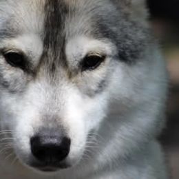 Siberian Huskies from Saturn's Siberians