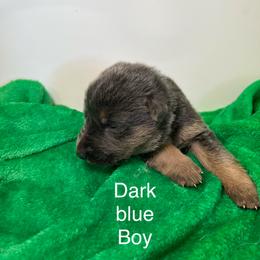 Puppy 2 - Blue male German Shepherd puppy in Grand Rivers, Kentucky from Von Frieden German Shepherds LLC