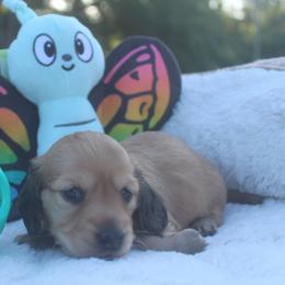 Dachshund Puppies from JP’s Dachshunds