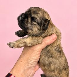 Santana - Brindle female Shih Tzu puppy in Tallahassee, Florida from Bows and Bow Ties