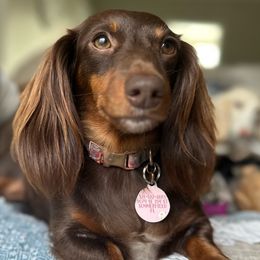 Maya - Dachshund