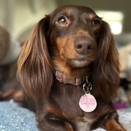Maya - Dachshund