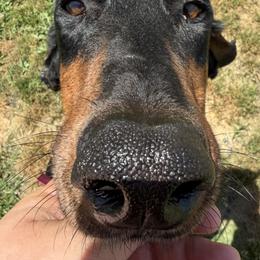 Raven - Doberman Pinscher