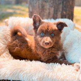 Brioche - Chocolate male Pomsky puppy in Cleveland, Ohio from Lake Point Pomskies