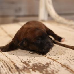 Marco - Red male Whoodle puppy in West Bend, Iowa from Blue Skies Terriers
