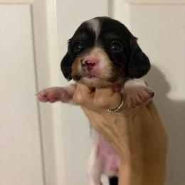 Alexandra - Piebald female Dachshund puppy in Willis, Texas from Dots Dachshunds