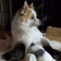 Pomeranians from Rahndoe's Pomeranians