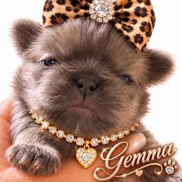 Gemma - Blue female Shih Tzu puppy in Dallas, Texas from Heart and Soul Shih Tzu