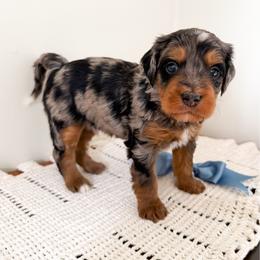 Barrett - Merle male Bernedoodle puppy in Columbia, Kentucky from Woodland Bernedoodles
