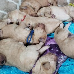 Double Doodle and Goldendoodle Puppies from Badgerland Goldendoodles