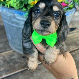 Moxie boy one - Dapple male Dachshund puppy in Payette, Idaho from NT Mini Doxies