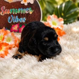 Black and tan female - Black and tan female Dachshund puppy in Pleasant Plains, Arkansas from JGBs Dachshunds