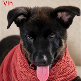 Vin - Black and cream male German Shepherd puppy in De Land, Florida from 3B’s Animal Artistry