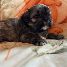 Cashew - Brindle and white male Shih Tzu puppy in Murphy, North Carolina from Carolina Mountain Shih Tzus