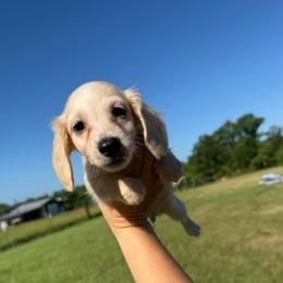 MWM4 cream or red - Cream male Dachshund puppy in Carthage, Texas from Rafter C Ranch Doxies
