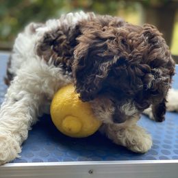Yellow Girl - Brown roan Lagotto Romagnolo puppy in Westlake, Oregon from Premier Truffles