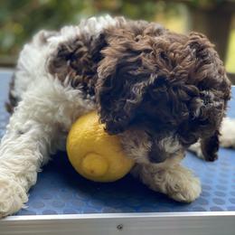 Yellow Girl - Brown roan Lagotto Romagnolo puppy in Westlake, Oregon from Premier Truffles