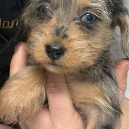 Dapple Female - Dapple female Dachshund puppy in Warsaw, Ohio from Mohawk Creek Dachshunds