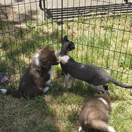 Palpatine - Red male Border Collie puppy in Avondale, Colorado from JiJin Kennels, LLC