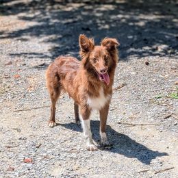 Pearl - Red & white female Australian Shepherd puppy in Moss, Tennessee from Rich 'N Rugged Kennels