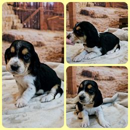 Basset Hound Puppies from Hounds All Night