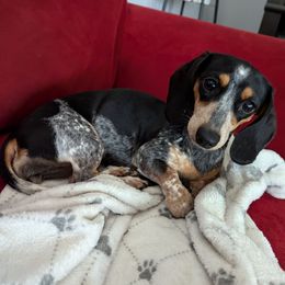 Reiya - Dachshund