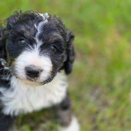 Cinnamon - Tri-color female Bernedoodle puppy in Shelton, Washington from NW Bernedoodles of Washington