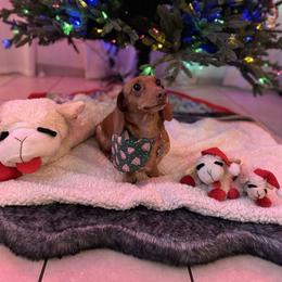 Daisy - Dachshund