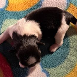 Cady - Black and white female Shih Tzu puppy in Silver Springs, Nevada from Meadowlyn's Dream Shih Tzu