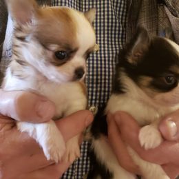 Chihuahua Puppies from Sheppard's Chihuahuas
