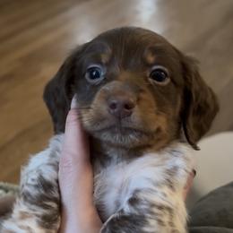 Boy 3 - Piebald male Dachshund puppy in Dobson, North Carolina from Oakleys Dachshund Haven
