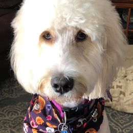 Goldendoodles from Kerry Fox's Goldendoodles