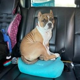 American Bully Puppies from Shooting Star Bullies