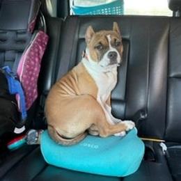 American Bully Puppies from Shooting Star Bullies