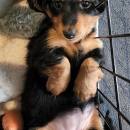 Dachshund Puppies from Kingpin Doxies