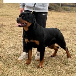Rottweiler All Grown Up from The Village Rottweilers