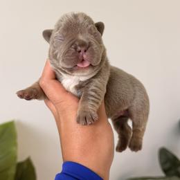 French Bulldog Puppies from Infinity French Bulldogs