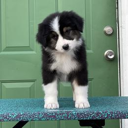 Australian Shepherd Puppies from Storybrooke Australian Shepherds