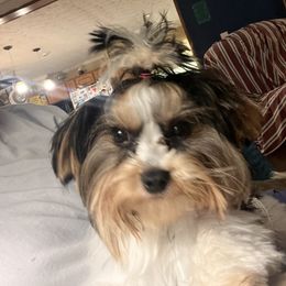 Georgie - Yorkshire Terrier